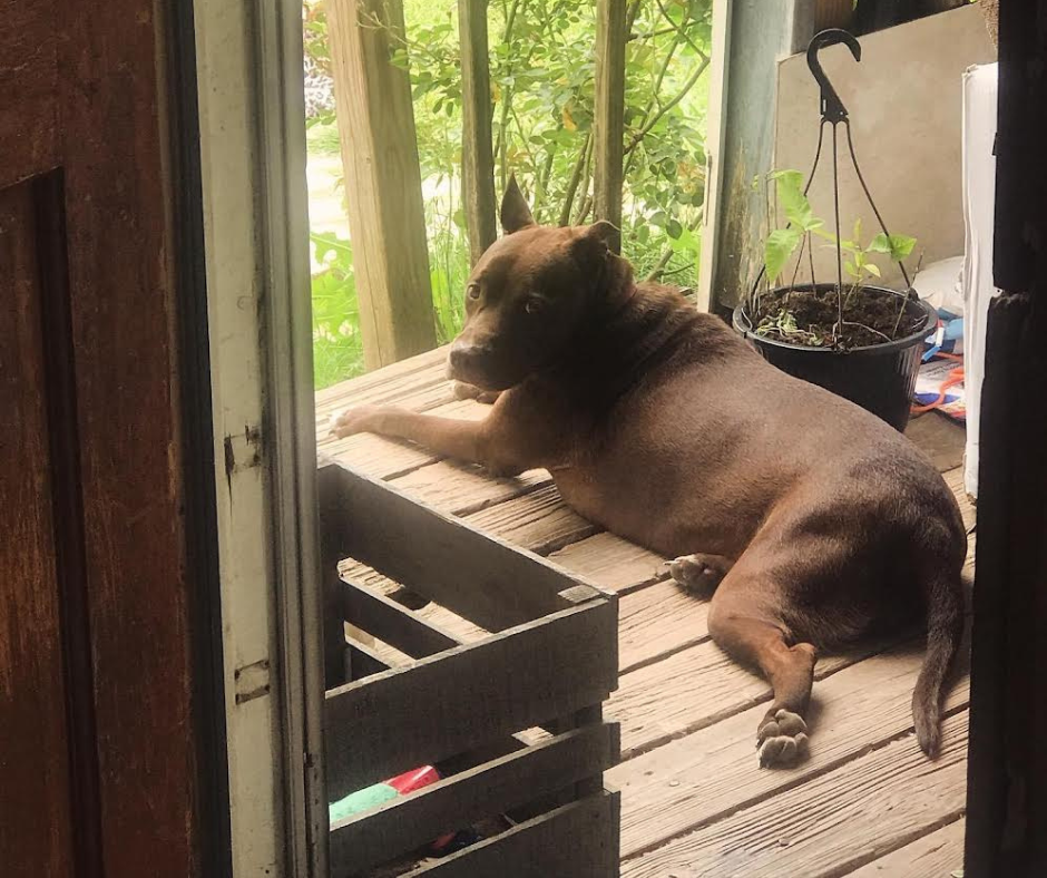 A fully recovered dog, Phoenix, laying on the back porch of her new home