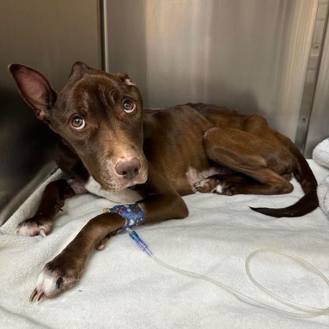 A very thin dog, phoenix, getting treatment at our office