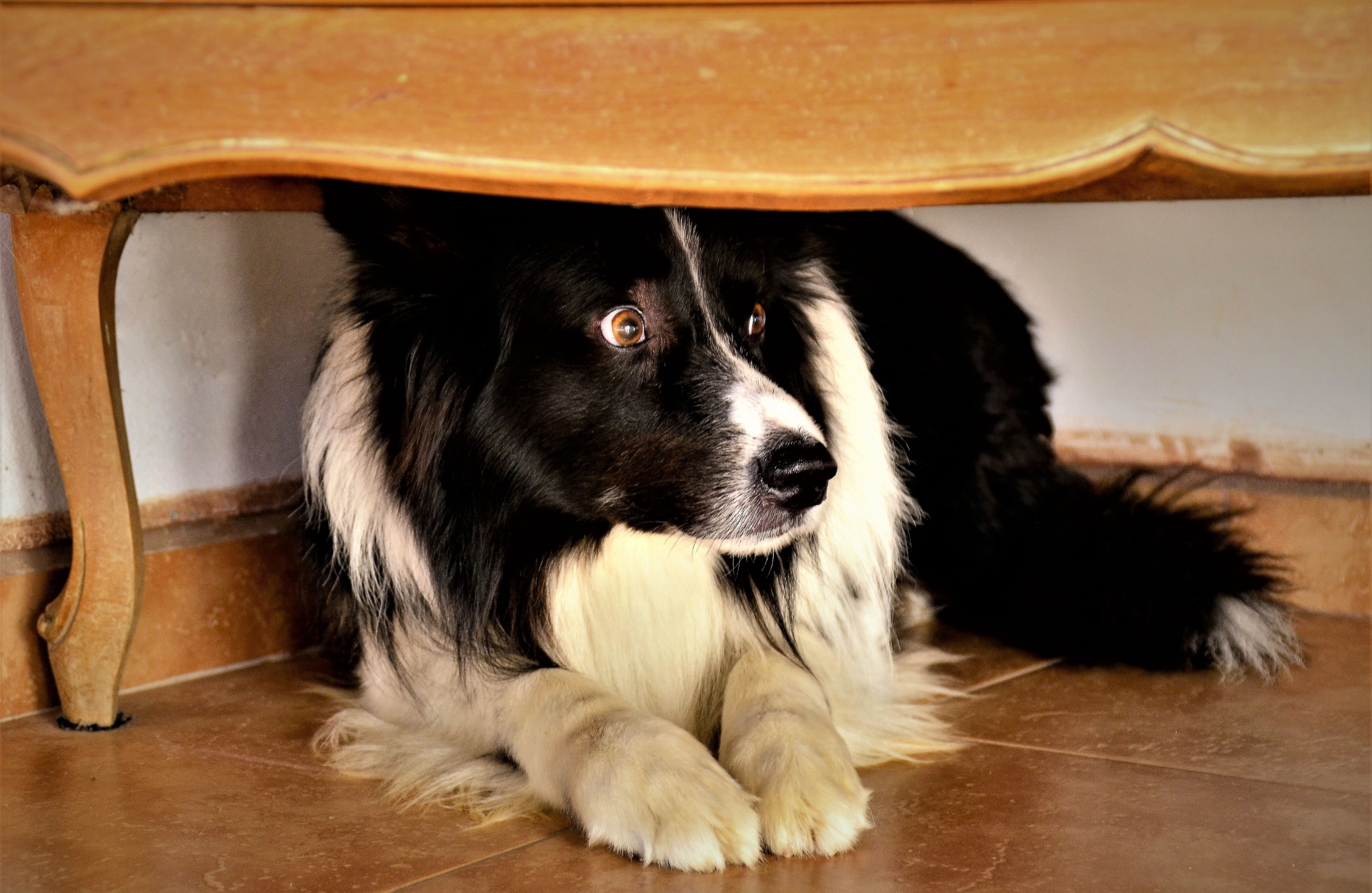 Storms can be scary to our pets, they may pacing, panting, hiding, and becoming anxious.