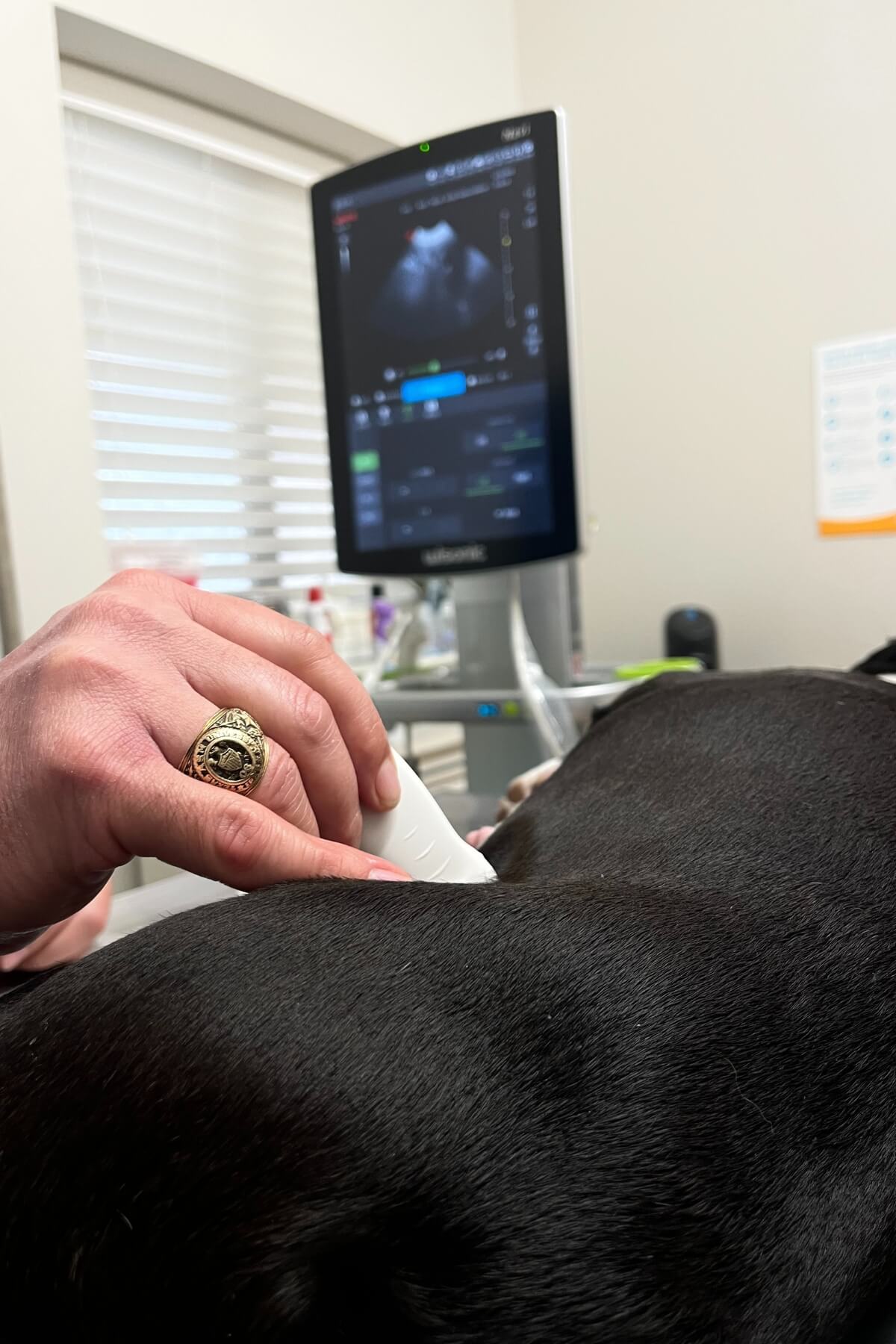 Dog Ultrasound is an excellent diagnostic imaging tool