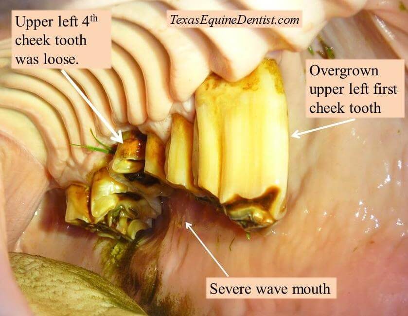 Over Grown Molars, Belton Veterinary Clinic