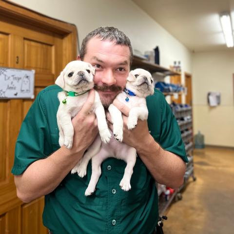 Dr. Eaton giving 2 white pugs a hug
