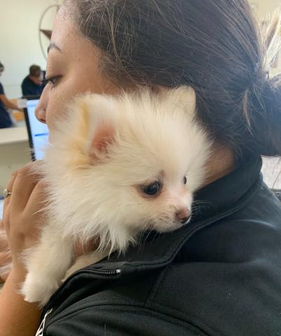 Miranda with an adorable Pomeranian puppy on her shoulder