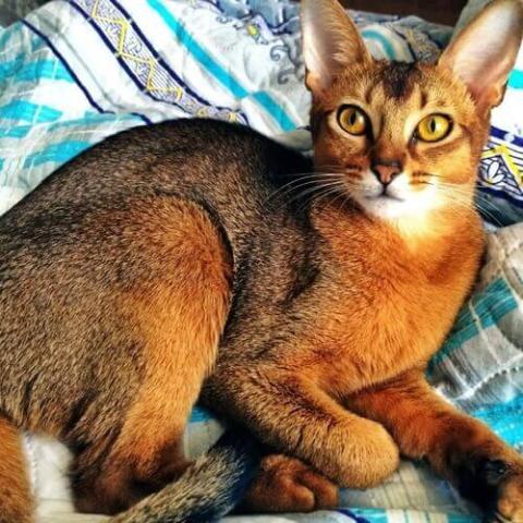 abyssinian-cat-breed-info.jpg veterinarian near me