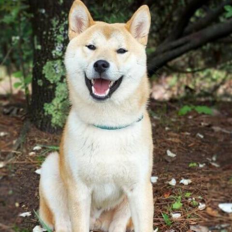 akita-dog-breed-info.jpg animal hospital