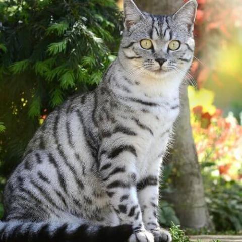 american-shorthair-cat-breed-info.jpg veterinarians