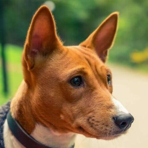 basenji-dog-breed-info.jpg veterinarians