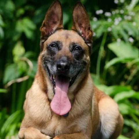 belgian-malinois-dog-breed-info.jpg animal clinic