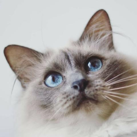 Birman cat sales breeders near me