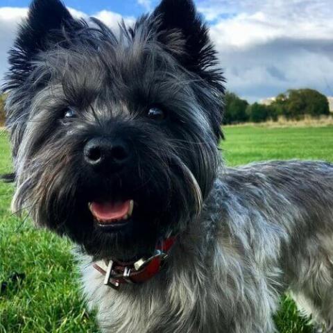 pet health