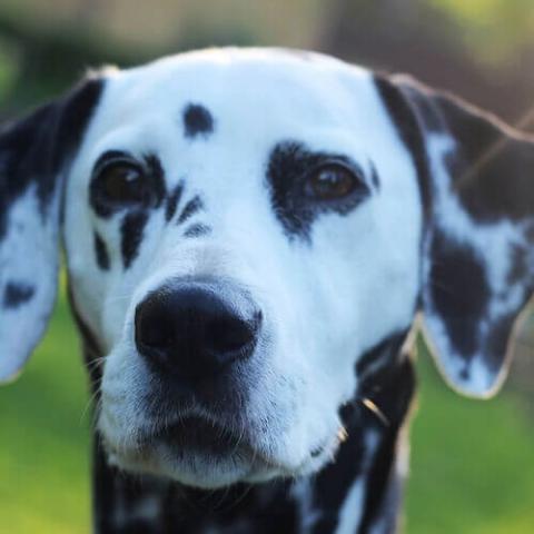 veterinarian