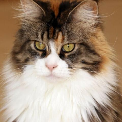 maine-coon-cat-breed-info.jpg veterinary hospital