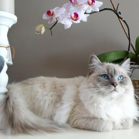 ragdoll-cat-breed-info.jpg animal hospital near me