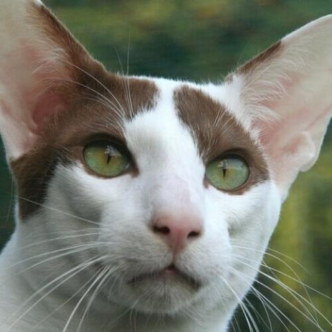 veterinary clinics near me