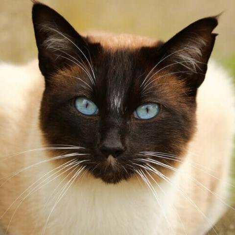 siamese-cat-breed-info.jpg pet health