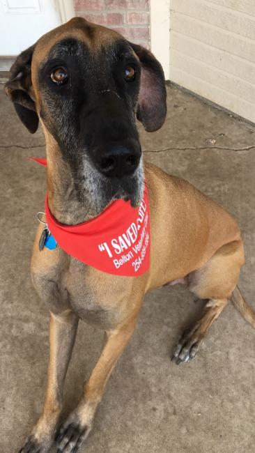 Great Dane Blood Donor