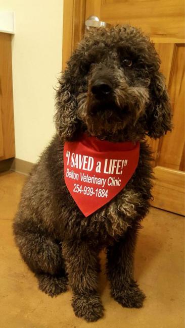 Standard Poodle Blood Donor