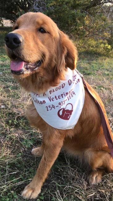 Golden Retriever Blood Donor