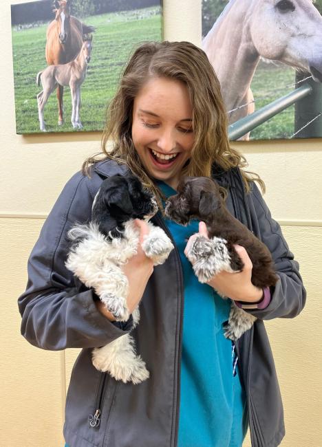 Kelsey holding two miniature schnauzer puppies