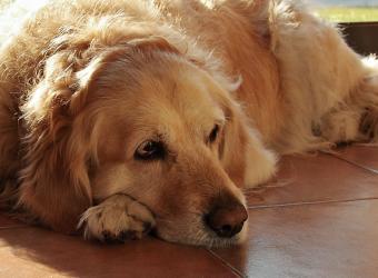 My Dog Tore His Cruciate Ligament, Now What?