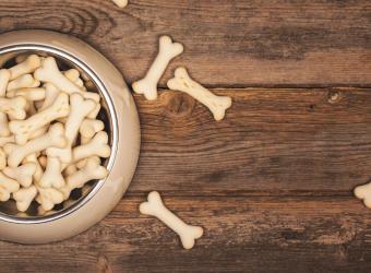 The scale of obesity in our pets