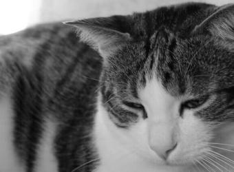 Laser Therapy and Your Cat: What You Need to Know