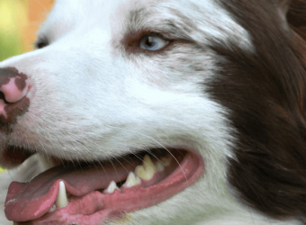 The Secret to Great Dog Dental Care