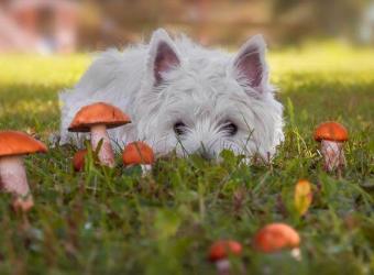 A Fungus Among Us: Mushroom Ingestion in Dogs