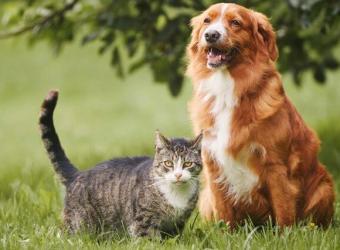 Allergic Skin Disease in Pets: Ear Infections