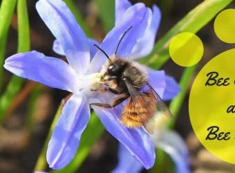 "Bee" Careful: Stings Can Be Serious!