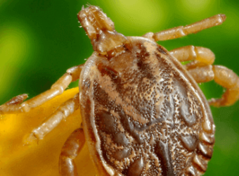 Lyme Disease: What Dog Lovers Need to Know