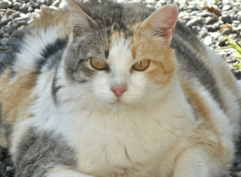 A Pet's Guide to Weight Loss
