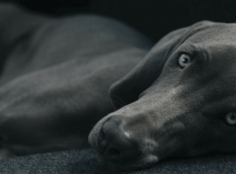 Can Your Dog Get the Flu?