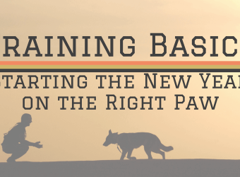 Training Basics: Starting the New Year on the Right Paw