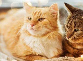 Does My Cat Need a Friend?