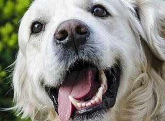 How Much Does Dog Dental Care Cost?