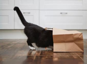 Why Does My Cat Do That? Common Cat Behavior Problems and How Your Veterinarian Can Help
