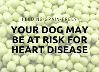 Grain Free Pet Food: Health or Hype?