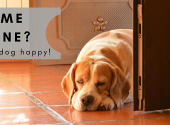 Home Alone? How to Keep Your Dog Happy