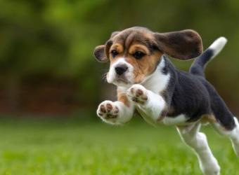 Ready to Take the Puppy Plunge? Here Are 6 Things to Know First