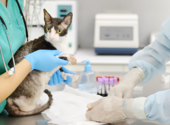 Early Detection: The Benefits of Routine Blood Work for Cats