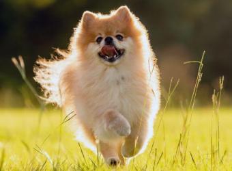 5 Tips for Selecting the Best Flea and Tick Prevention For Your Dog