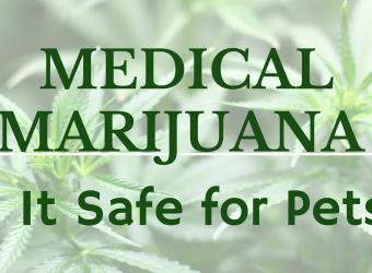 Medical Marijuana for Pets: Is It Safe?