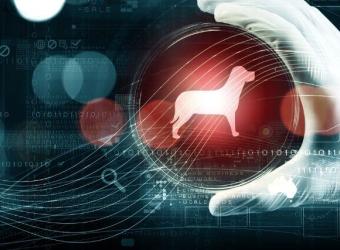 Unraveling the Mysteries: The Fascinating World of Pet DNA Testing