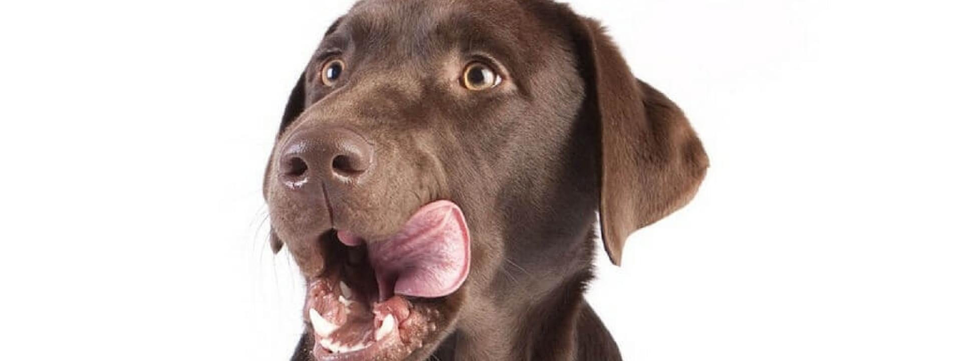 07-dog-food-lab-licking.jpg