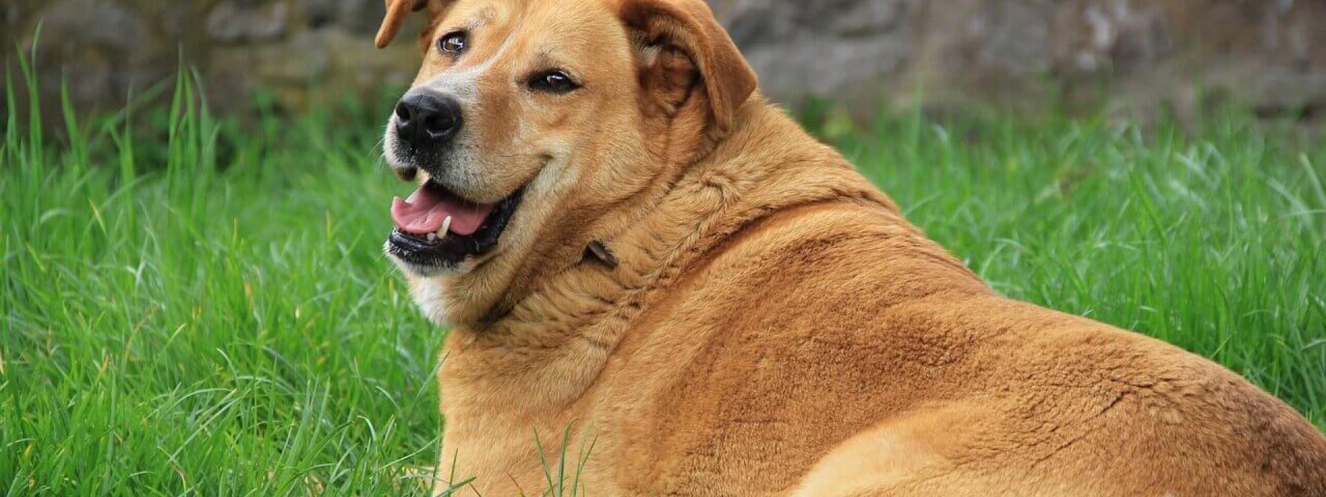 08-dog-obesity-01.jpg