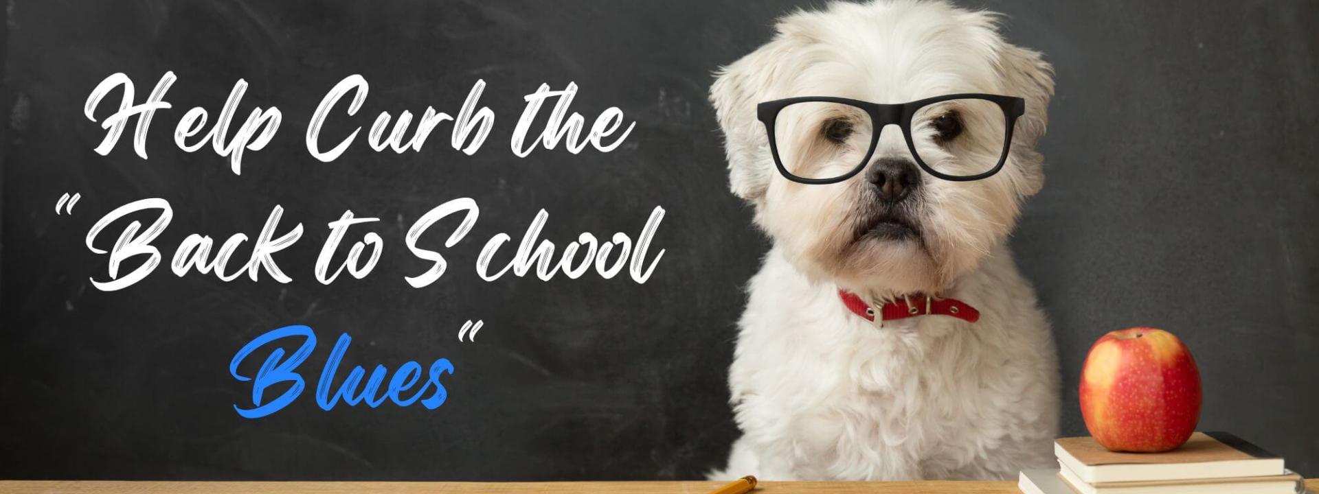 Back to School advice for your Pet, Belton Veterinary Clinic