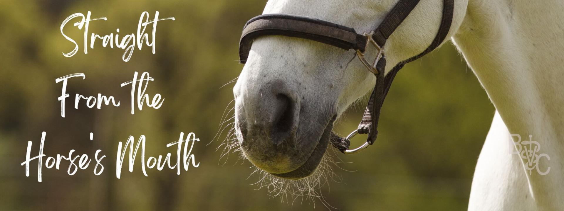The Importance of Equine Dental Care, Belton Veterinary Clinic