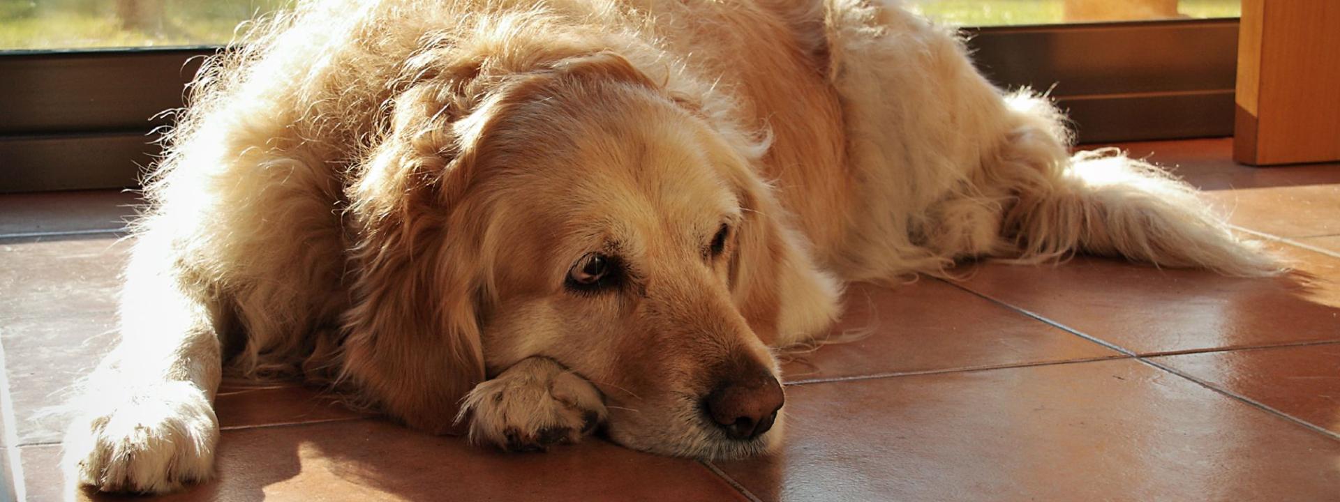 Golden Retriever Laying on a tile floor