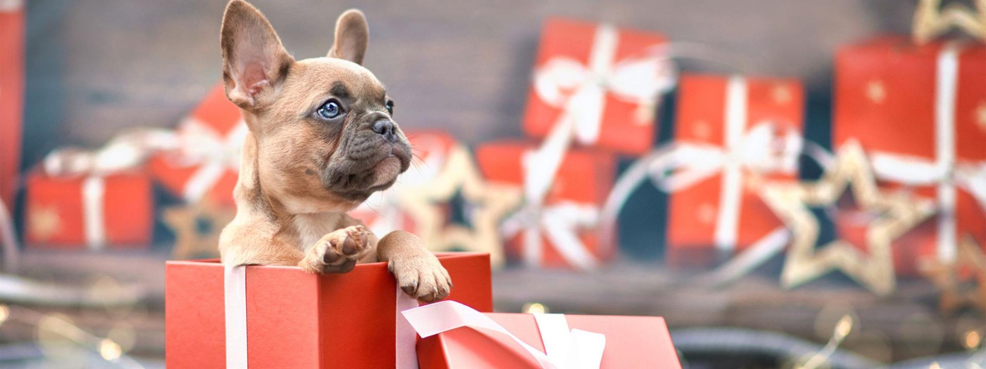 French Bulldog in a giftbox, now how do you take care of it?